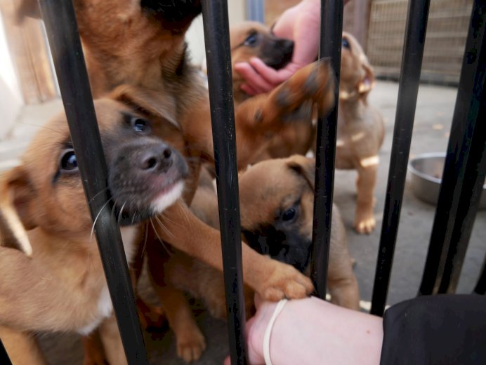 🐕 Pełne miski dla podopiecznych Fundacji Znajdki #5