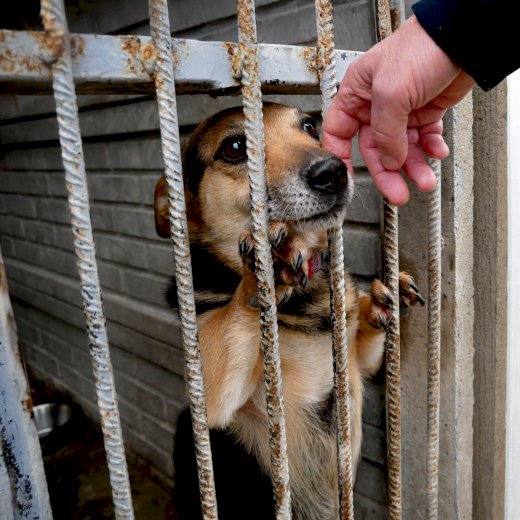 🐕Małe gesty, wielka pomoc - grudniowa wizyta, która ogrzała niejedno psie serce 🐾 #5