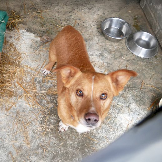 🐕Małe gesty, wielka pomoc - grudniowa wizyta, która ogrzała niejedno psie serce 🐾 #3