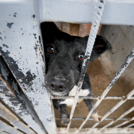 🐕Małe gesty, wielka pomoc - grudniowa wizyta, która ogrzała niejedno psie serce 🐾 #6